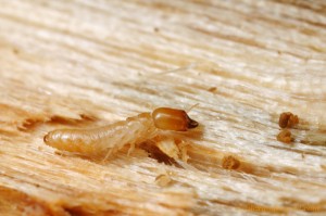 pico rivera termites pico rivera termites