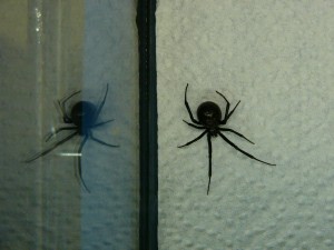 pico rivera black widow pico rivera black widow