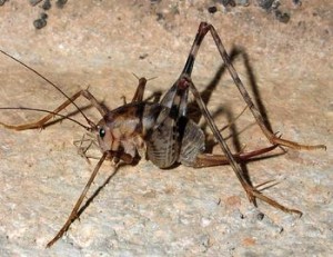 pico rivera crickets