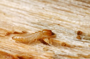 pico rivera termites
